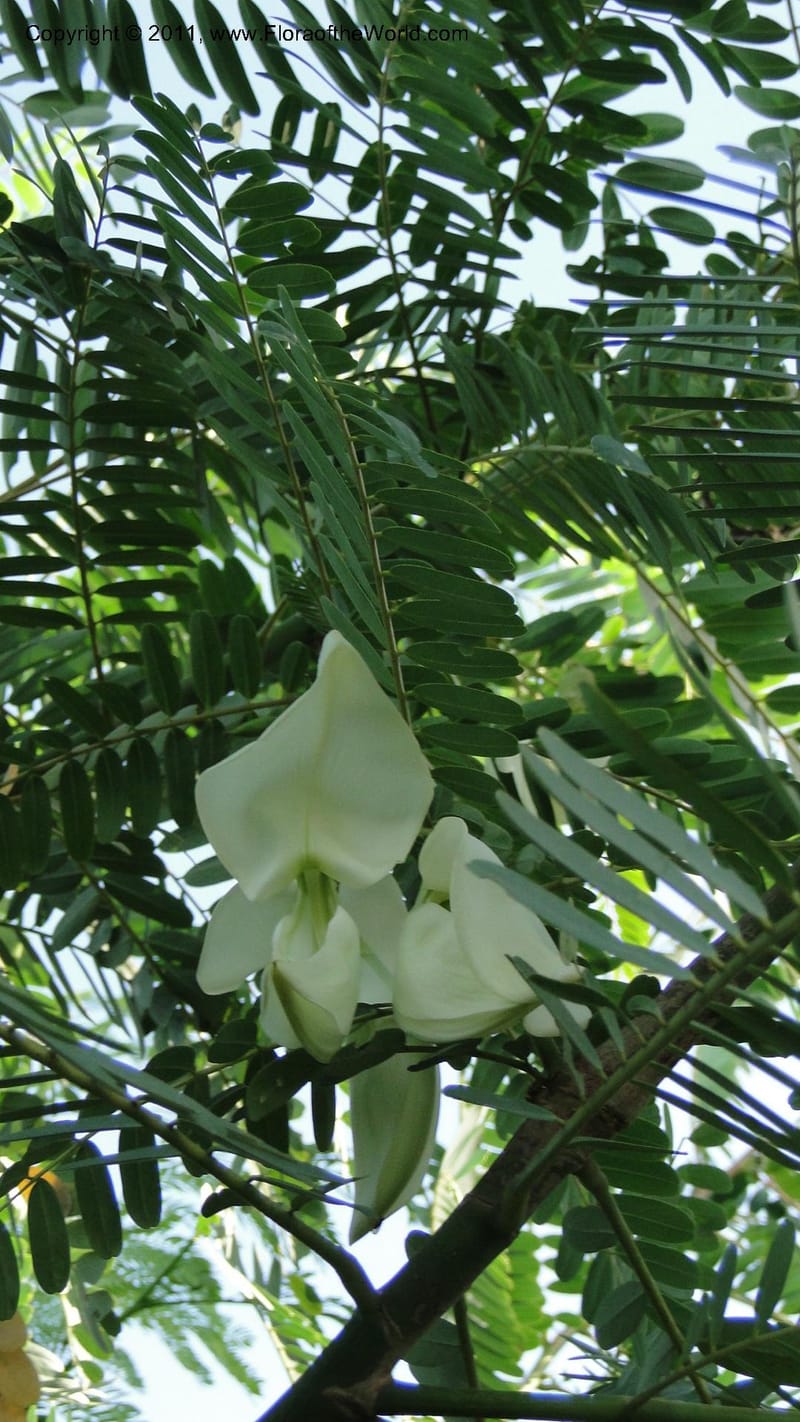 Sesbania grandiflora, Gereau--Tanzania. Univ. of Dar es Salaam. 9  May 2010 367 (10).jpg