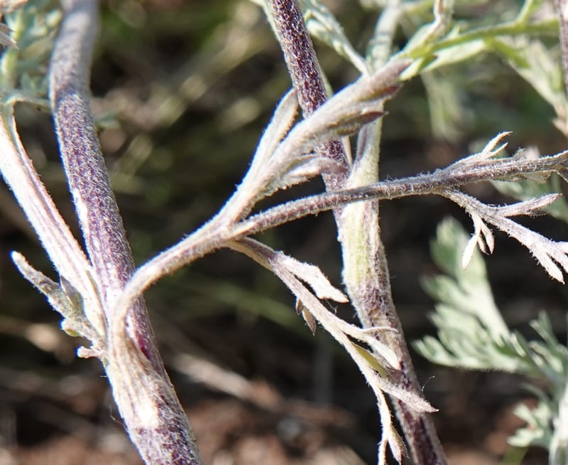 Lomatium macrocarpum, C. Davidson 13790--Oregon. Wallowa Co. Upper Camp Creek Canyon. 5 Jun 2018. DSC05225 (77).JPG