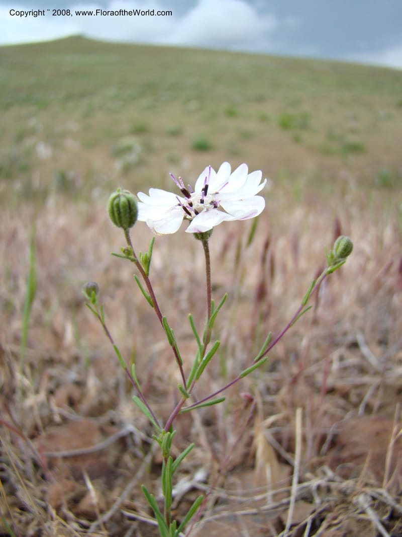 OR. Malheur Co. Leslie Gulch. 1 Jun 08. 105.jpg