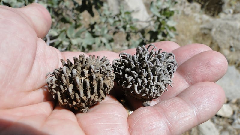 Quercus ithaburensis ssp. macrolepis, A. G. Miller 132.13--Iraq. Kurdistan. Shakh-i Pira Magun. Gueza Khan. 11 June 2010. 017 (10).jpg