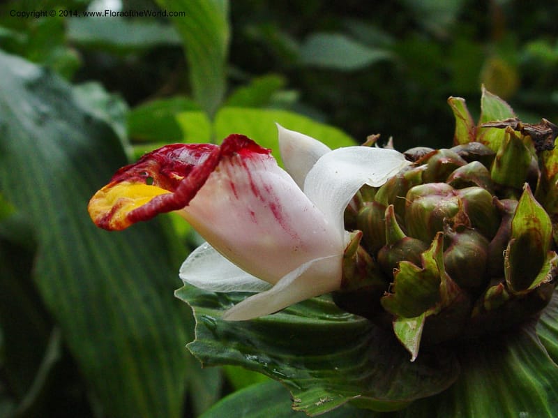 Costus--Cameroon. Mt. Cameroon. 6 Dec 03. 070a (3).jpg