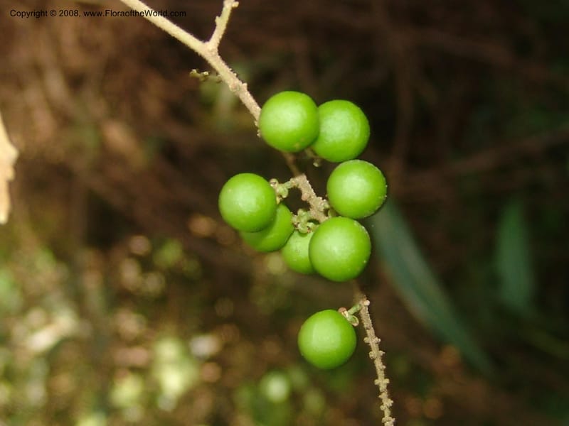 Allophyllus africanus--So.Africa. Mpumal. Moodie Mts.  18 Mch 05. 482.jpg