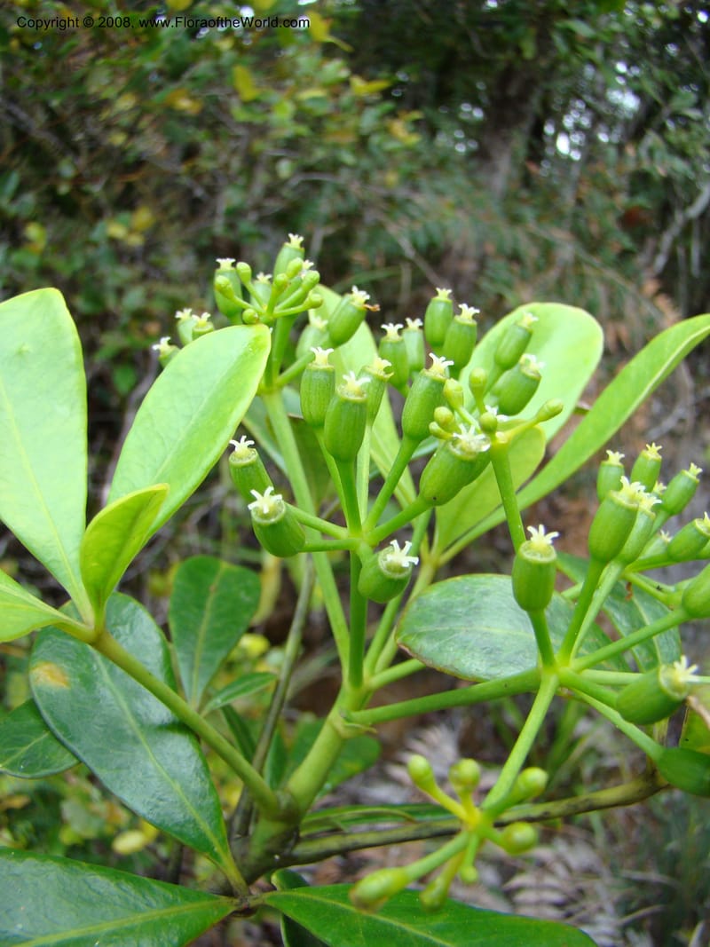 Schefflera gordonii, PLowry6902--New Caledonia. Monts Dzumac. 20 Nov 07. 139.jpg