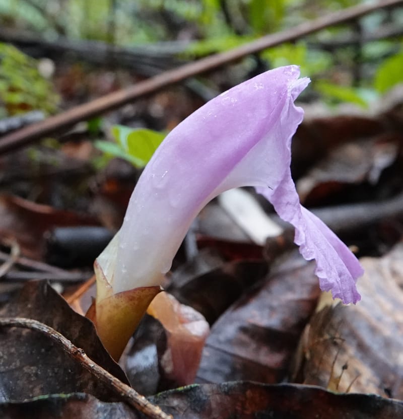 Aframomum, C. Davidson 13951--Gabon. Mondah. Arb Raponda Walker. 4 Nov 2018. DSC01949 (150).JPG