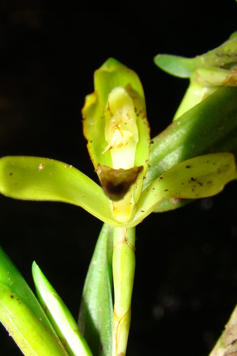 Maxillaria, R. Vasquez 35010--Peru. Loreto. Dto.Parinari. Qbda Parinari. R.Samiria. 17 Nov 08. 378.jpg