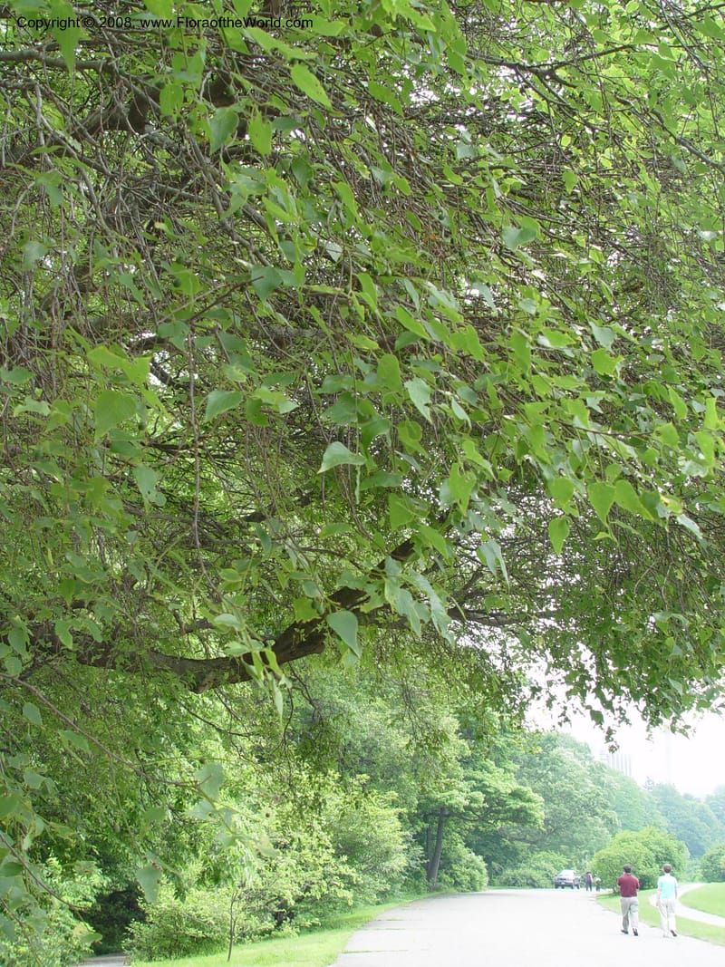 Celtis douglasii--MA. Arnold Arboretum. 30 Jun 03. 080.jpg