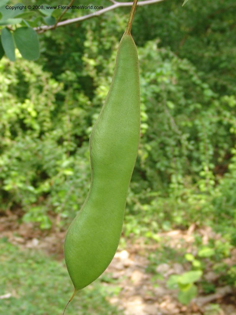 Bauhinia petersiana ssp macrantha--So. Africa. Lowveld Nat. Bot. Gard. 14 Mch 05. 143.jpg