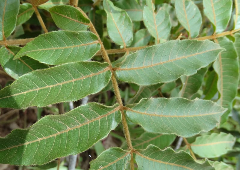 Alectryon vitiensis, Munzinger, J 7376--Fiji. Valeni Vill. 6 Nov 2015. DSC09910 (7).JPG