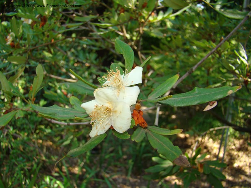 Eucryphia moorei--Australia. Royal Botanic Garden, Melbourne. 19-20 Mch 08. 078.jpg