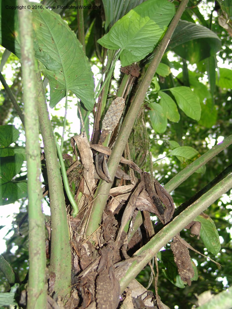 Asplundia, Croat, T 93393--Ecuador. Prov. Los Rios. Cerro Samama, E of Pita. 14 Aug 04. 032 (8).jpg