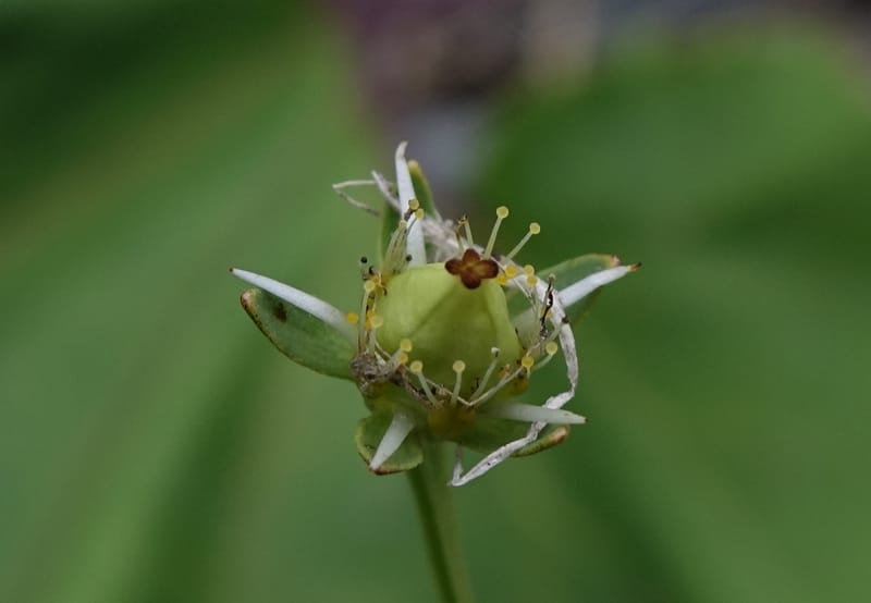 Parnassia palustris--Japan. Hokkaido. Teshio Exptl. For. 3 Aug 2016. DSC00757 (123).JPG