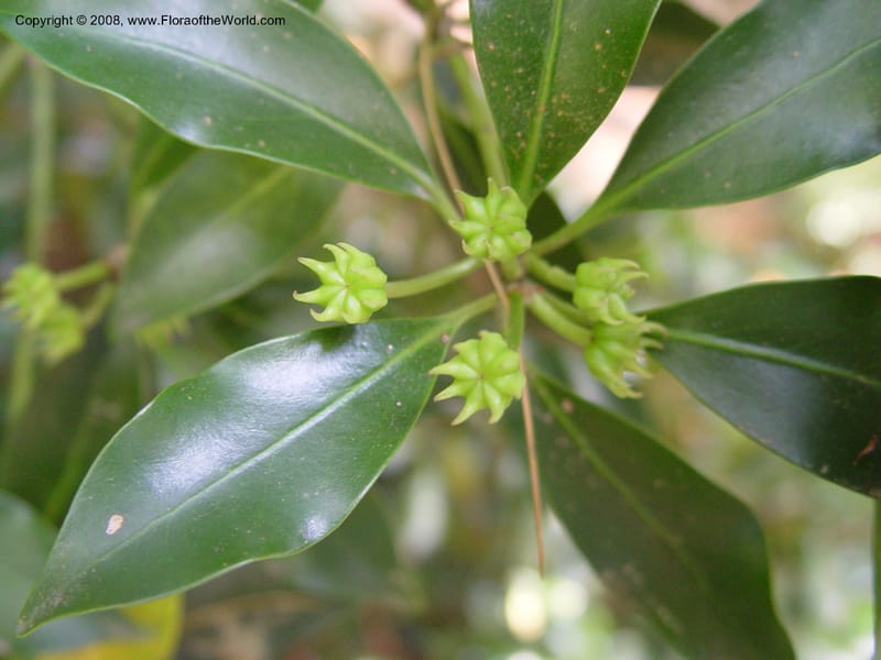 Illicium floridanum--DE. Mt. Cuba Center. 24 Jun 03. 019.jpg