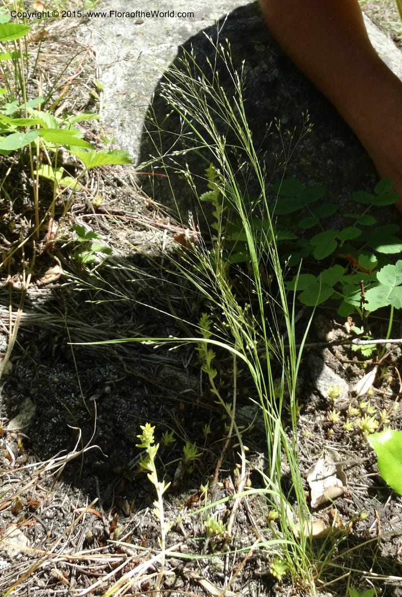 Agrostis scabra, Davidson, C 12566--Idaho. Valley Co. Payette Lake. Sylvan Beach. 12 Jul 2014. DSC09429 (247).JPG