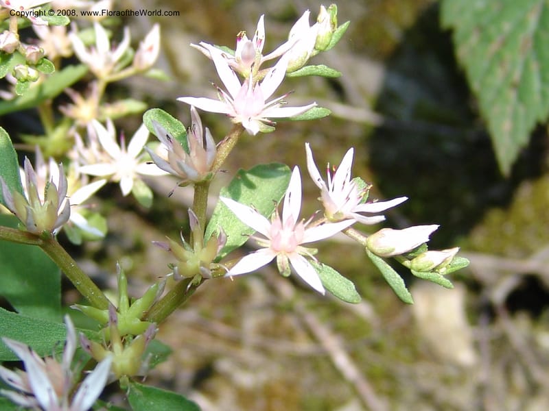 Sedum stoloniferum--Georgia. Lagodekhi  Forest Reserve. 11 Jun 05. 175.jpg