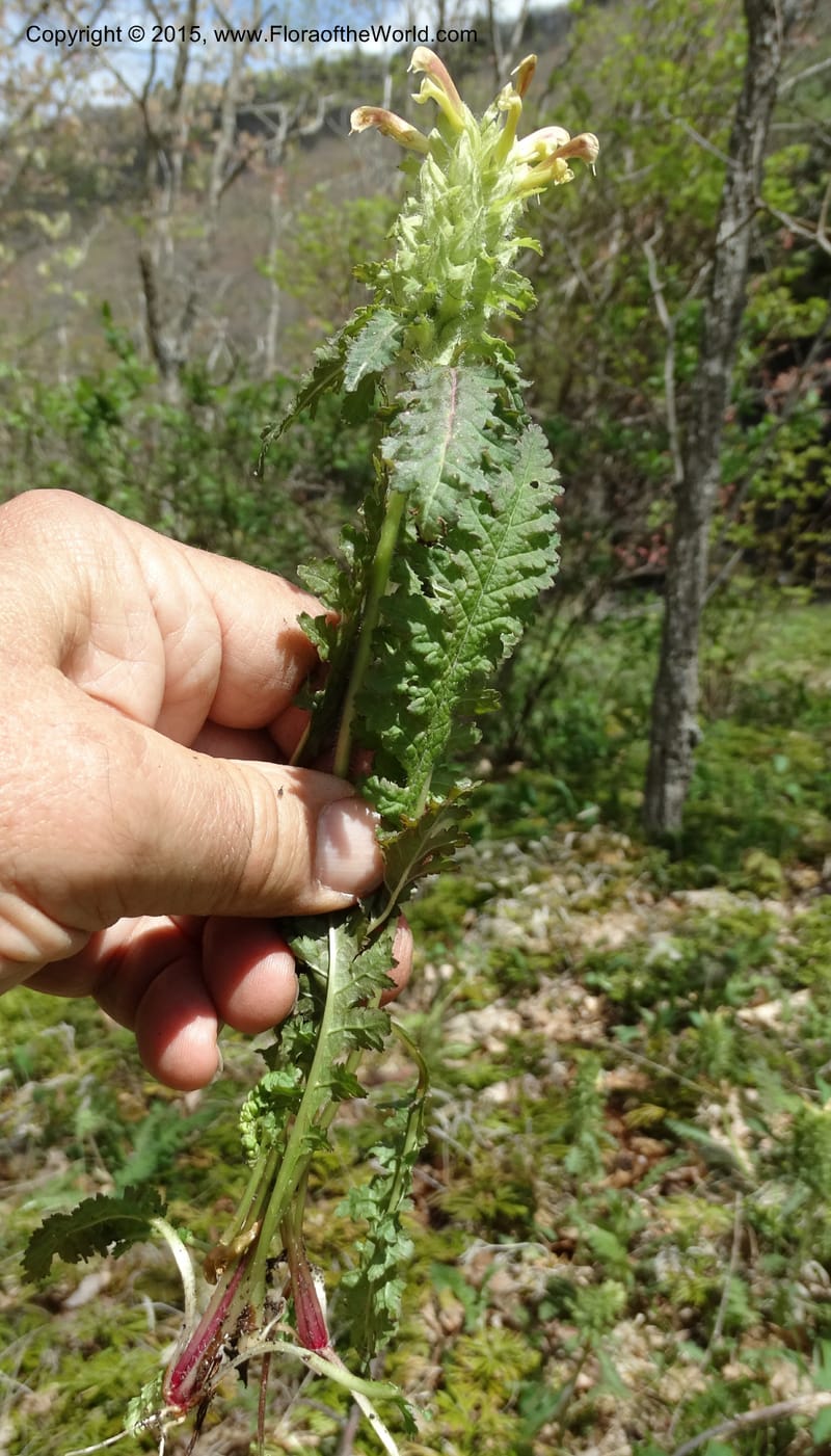 Pedicularis canadensis, Davidson, C 12963--North Carolina. Trans. Co. NC 215 and BRP. 12 May 2015. DSC04292 (72).JPG