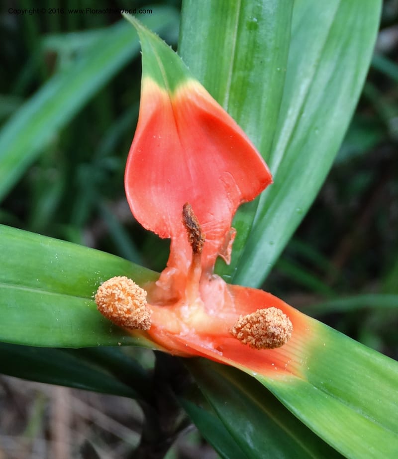 Freycinetia, Davidson, C 12645--Sabah. G. Silam. 1 Oct 2014. DSC00937 (46).JPG