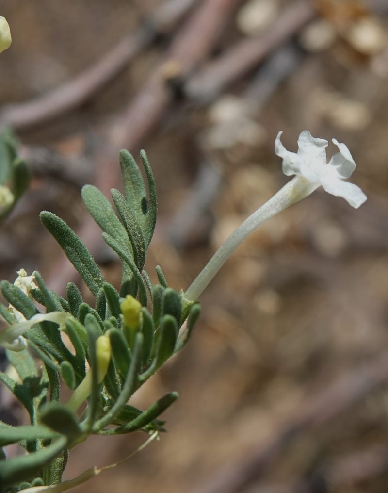 Chascanum pinnatifidum, L. Nanyeni 1170--Namibia. Hwy B1, rest stop at odom 161. 16 Mar 2018. DSC01241 (31).JPG