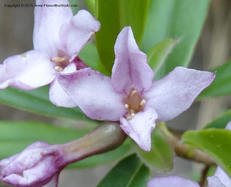 Daphne, Boufford, D 43616--China. Sichuan. ShaShiDuo. 8 May 2014. DSC04232 (28).JPG