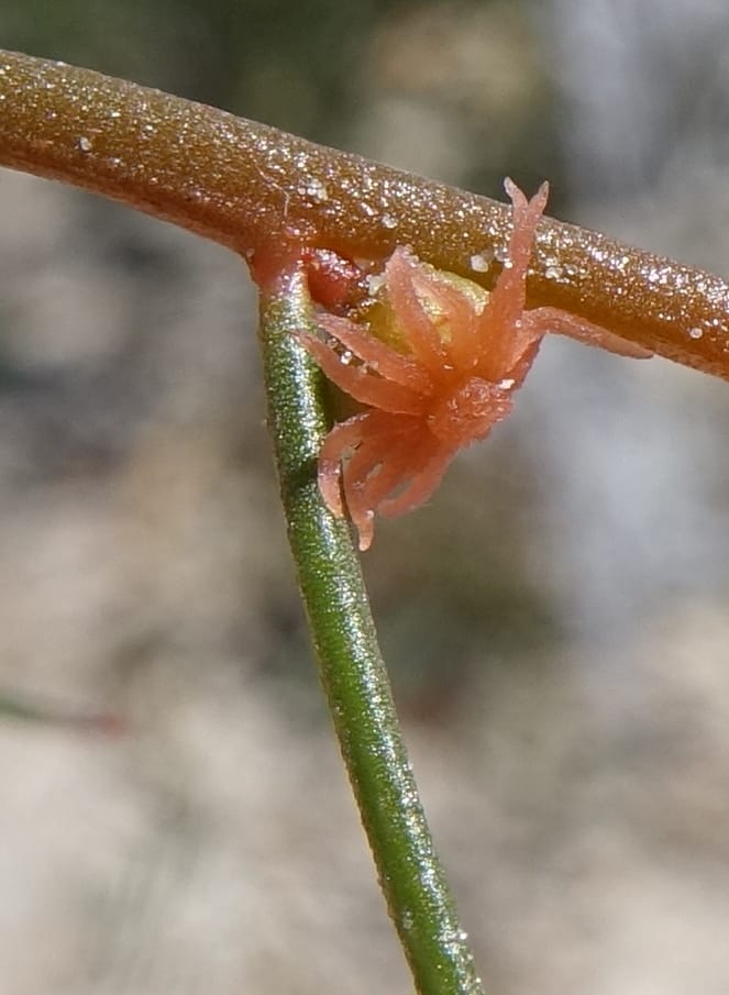Tersonia cyathiflora, Davidson, C 13428--, Australia. W.A. Green Head-Coorow Rd. Stop 2. 24 Oct 2016. DSC04873 (93).JPG