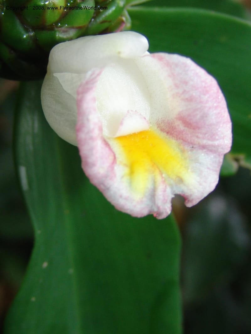 Costus, GSimon, 1456--Tanz. Mzelezi F. Res. S of Mbangayao Sch. 13 Feb 06. 007.jpg