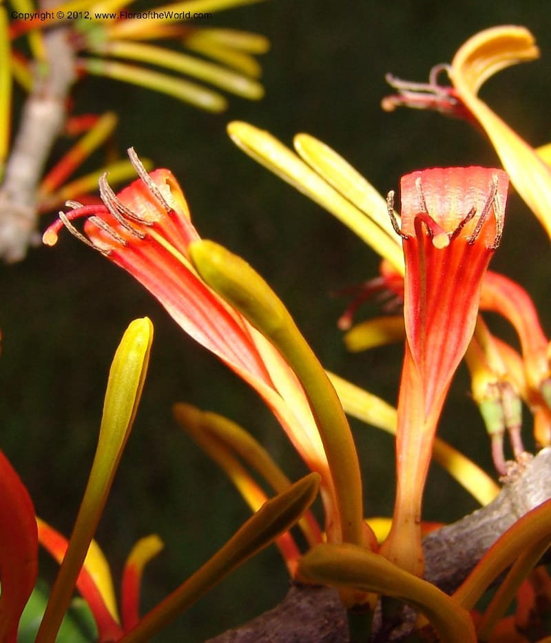 Bakerella sp. unk., Rogers, Z 860-Madagascar  129 (13).jpg