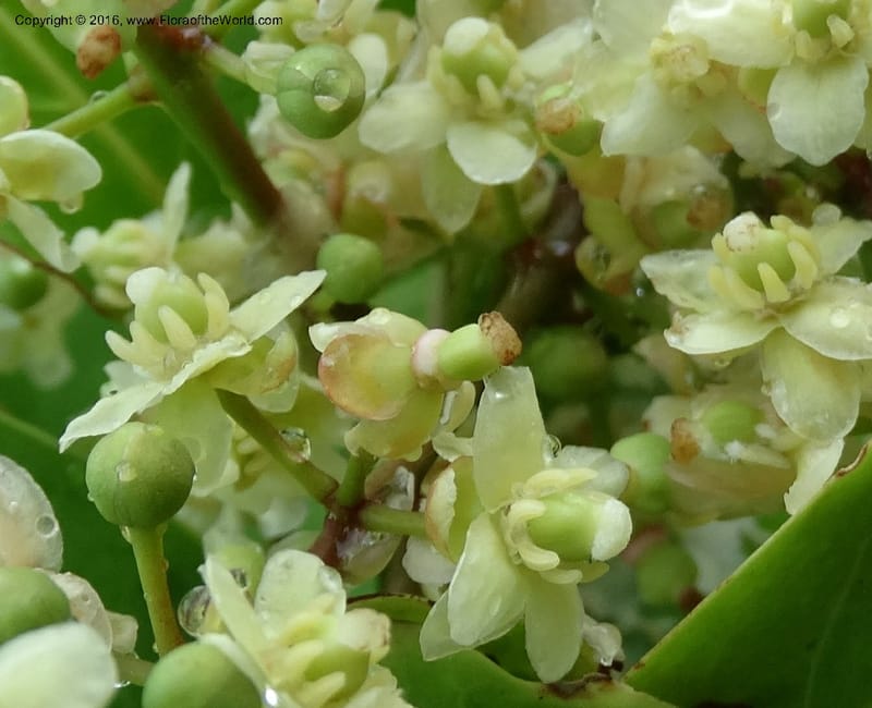 Lepisanthes fruticosa, Buerki, S 361--Sabah. Ulu Senagang. 9 Oct 2014. DSC03434 (42).JPG