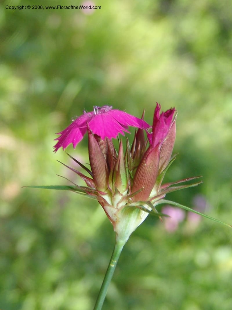 Dianthus subulosus--Georgia. Shio Mgvime Monastery road. 12 Jun 05. 098.jpg