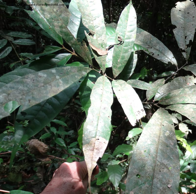 Chytranthus, Davidson, C 12372--Cameroon. Korup Nat. Park. 22 Mar 2014. DSC03203 (324).JPG
