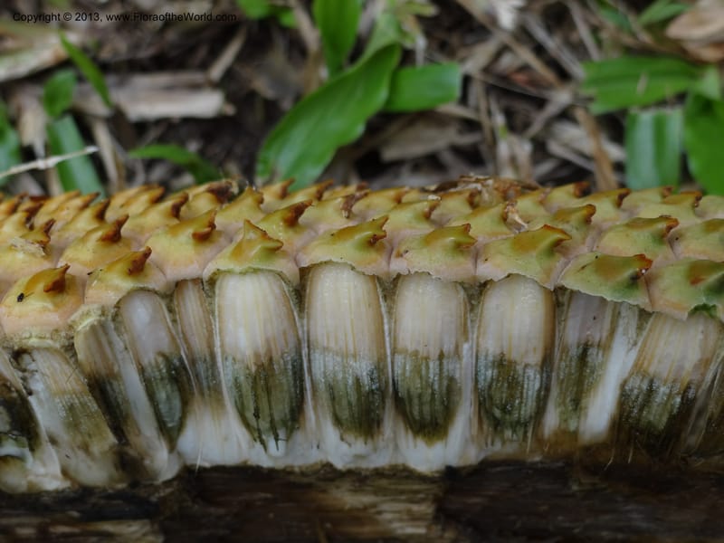 Pandanus kamiae, Callmander 1016--Malaysia, Sarawak. Bako Nat. Park. Beach. 31 Mar 2012. DSC06362 (124).JPG