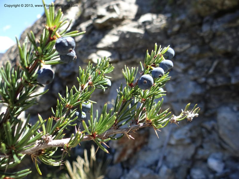 Berberis empetrifolia, WDS 34128--Chile. P.N. Laguna del Laja. Ski lodge. 18 Feb 2013. DSC01783 (181).JPG