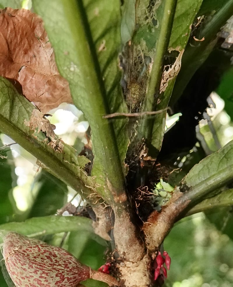 Allexis cauliflora, C. Davidson 13958--Gabon. Arb. Sibang. 5 Nov. 2018. DSC02235 (123).JPG