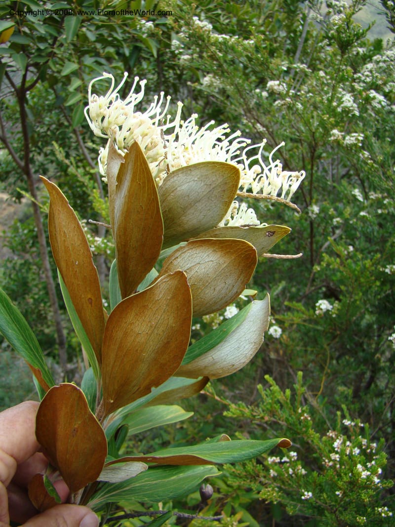 Grevillea exul, JMunzinger4674--N.Caled. Dumbea Dam in Dumbea Riv. 11 Nov 07. 321.jpg