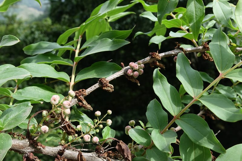 Coriaria japonica, Tseng Yu-Hsin 1320--Taiwan. SW of Nanshan on highway 7. 20 May 2016. DSC03339 (152).JPG