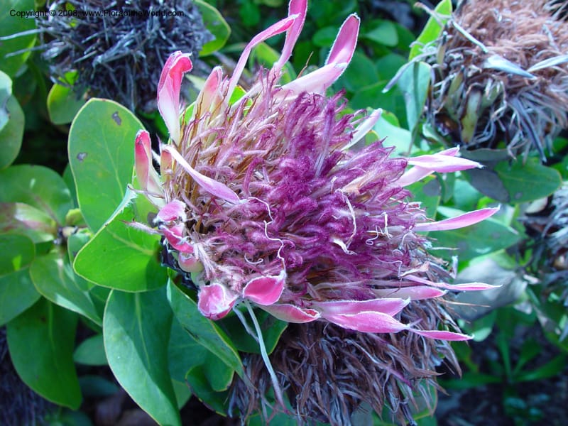 Protea eximia--So. Africa. Cape Province. Kirstenbosch Bot. Gard. 19 Nov 02. 024.jpg