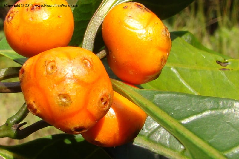 Morinda, Razafindraibe 206--Madagascar. Prov. Fianarantsoa. RN 12. 14 Jan 09. 292 (3).jpg