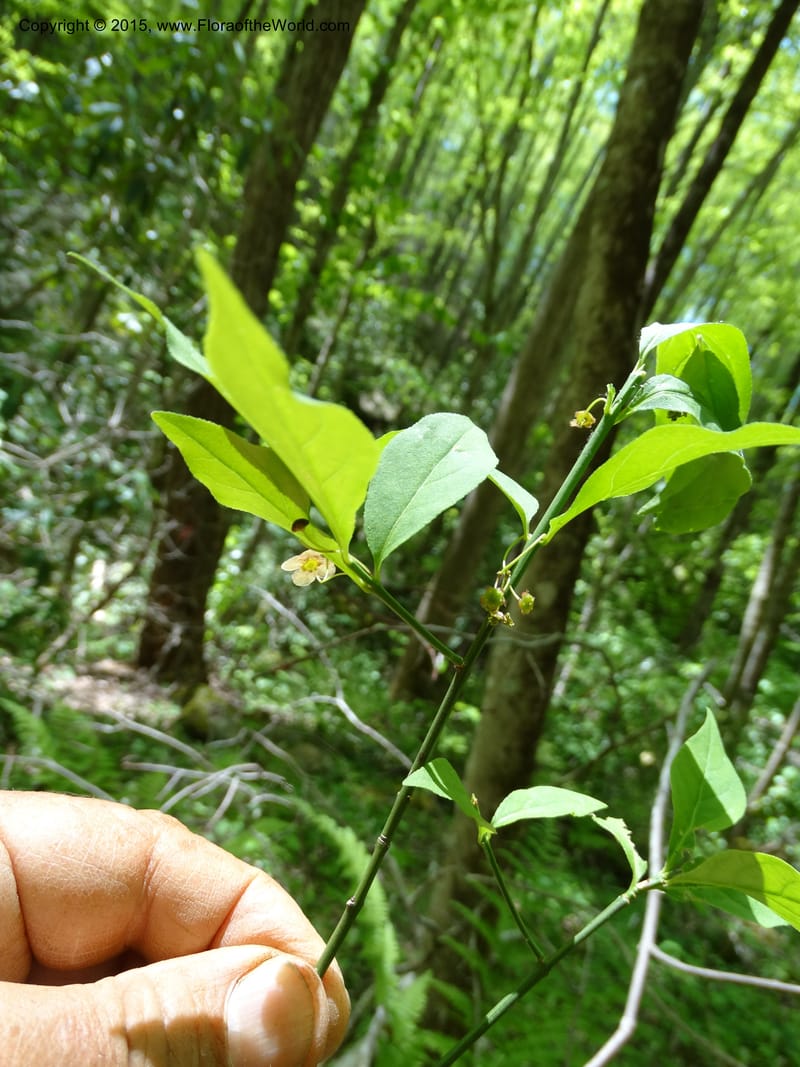 Euonymus obovatus, Davidson, C 12987--North Carolina. Clay Co. Perry Gap Rd, Barnard's Cr. 13 May 2015. DSC04860 (208).JPG