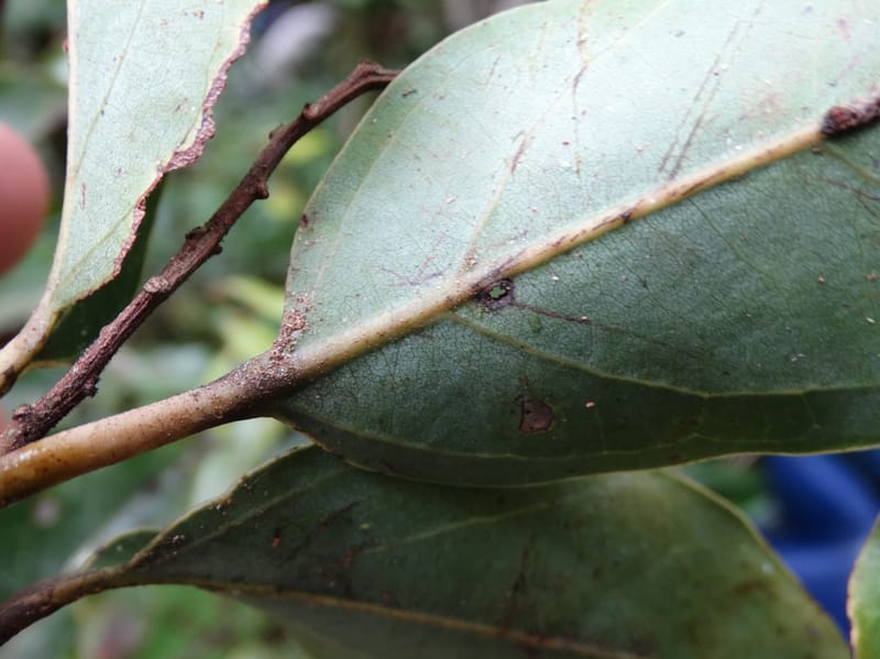 Cryptocarya turbinata, Munzinger, J 7359--Fiji. Waisali Rainf. Reserve. 4 Nov 2015. DSC08848 (115).JPG