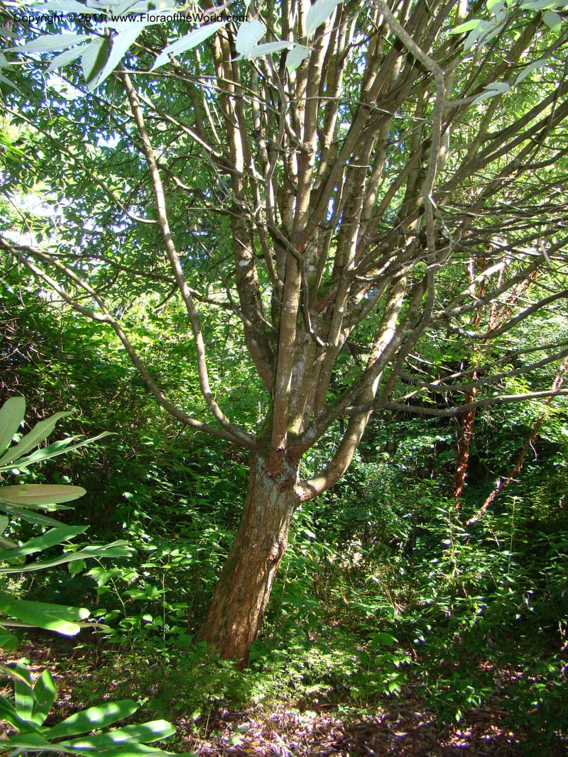 Sorbus hemsleyi, 27473-0126-1987--Canada. BC. Univ. BC Bot. Garden. 27 Jul 08. 489.jpg