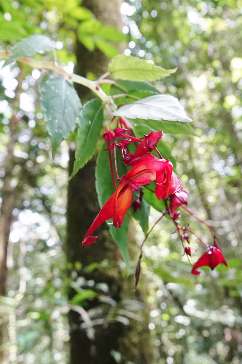Impatiens, C. Davidson 13908--Gabon. M de C. Sent. Andok. 28 Oct 2018. DSC09339 (333).JPG
