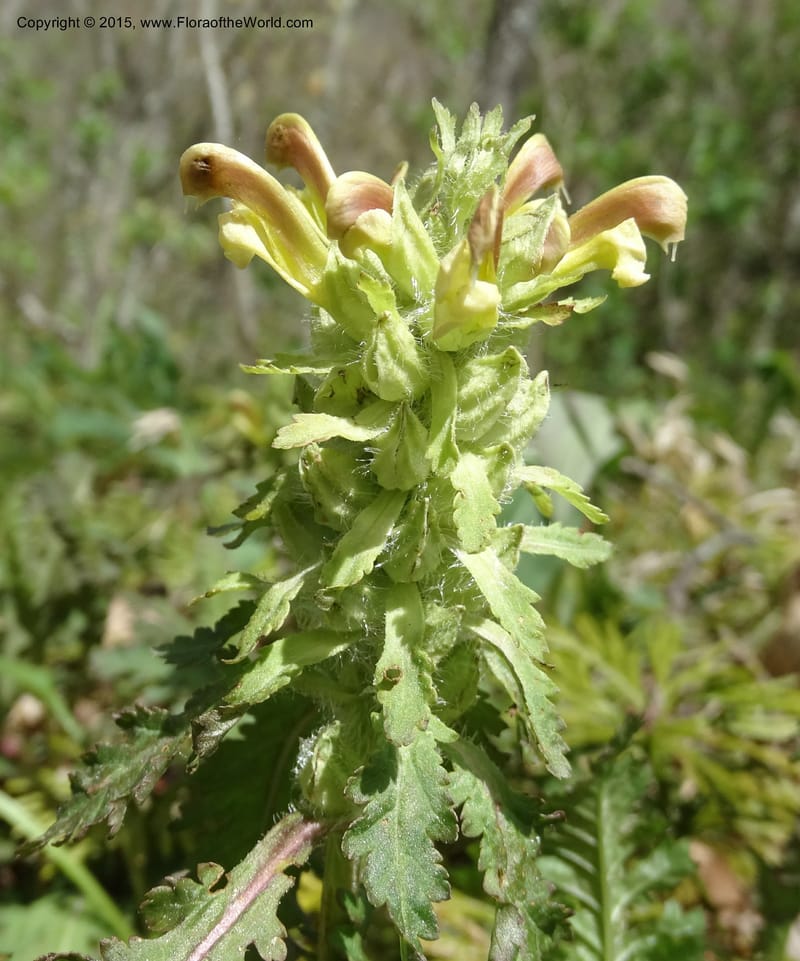 Pedicularis canadensis, Davidson, C 12963--North Carolina. Trans. Co. NC 215 and BRP. 12 May 2015. DSC04292 (44).JPG