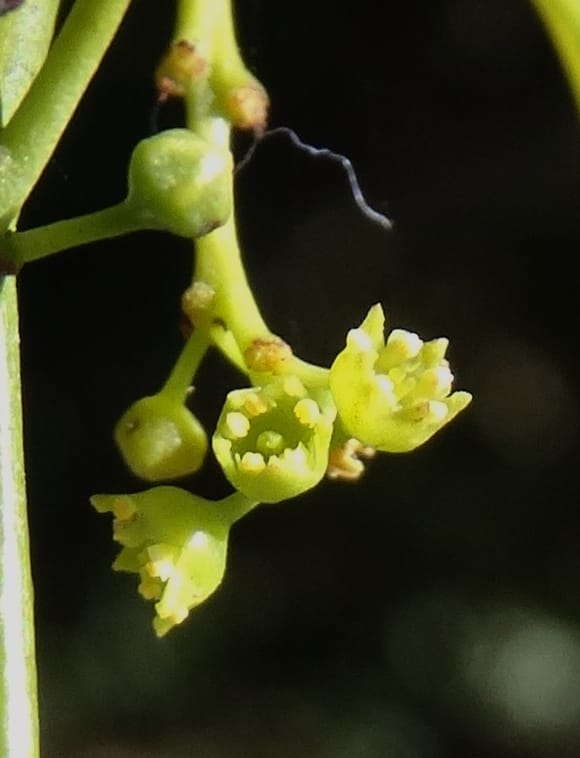 Ventilago, Bruy, D 114--New Caledonia. Tina. 10 Nov 2015. DSC00610 (152).JPG