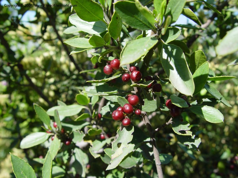 Rhamnus alaternus--Spain. Barcelona Botanic Garden. 21 Apr 04. 204.jpg