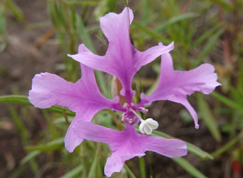 Clarkia pulchella, C. Davidson 13768--Oregon. Wallowa Co. Upper Camp Creek Canyon. 4 Jun 2018. DSC04733 (52).JPG