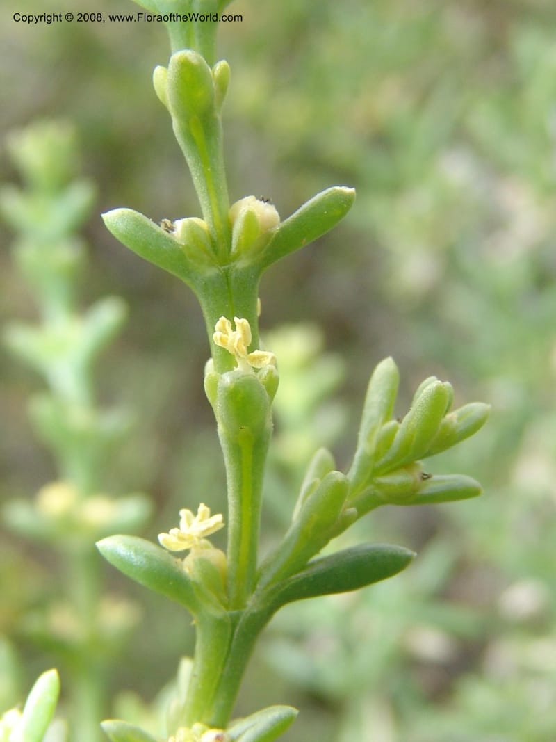 Salsola longifolia--Spain. Prov. Almeria. Tabernas, ca. Mini-hollywood. 22 Apr 05. 139.jpg