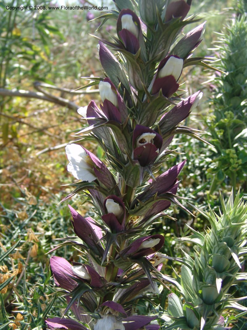 Acanthus spinosus--Crete. Ep. Apokoronos. Aptera. 23 May 05. 088.jpg