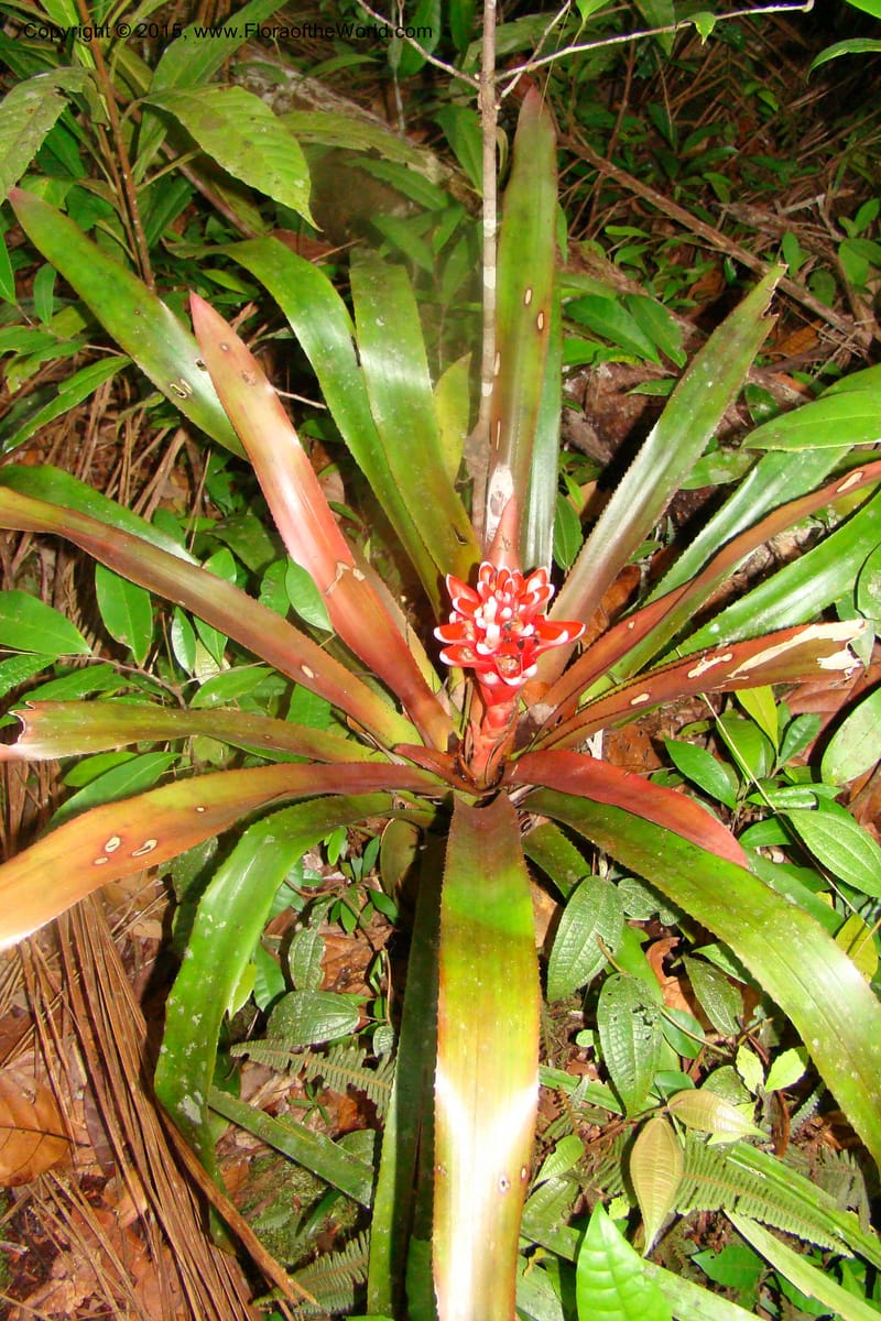 Aechmea nidularioides, Vasquez 35034--Peru. Loreto. Dto. Iquitos. Res. Allpahuayo-Mishana. 19 Nov 08. 662 (9).jpg