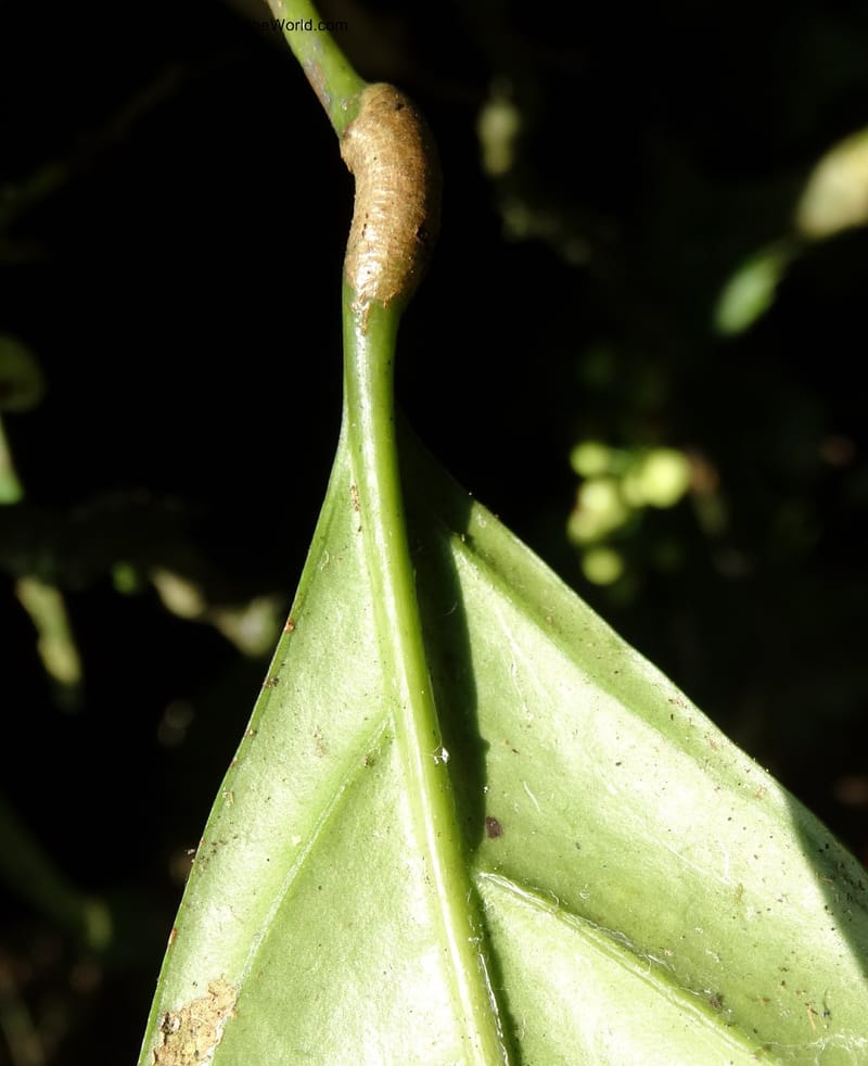 Lepisanthes, Buerki, S 348--Sabah. Danum Valley. 4 Oct 2014. DSC01741 (159).JPG