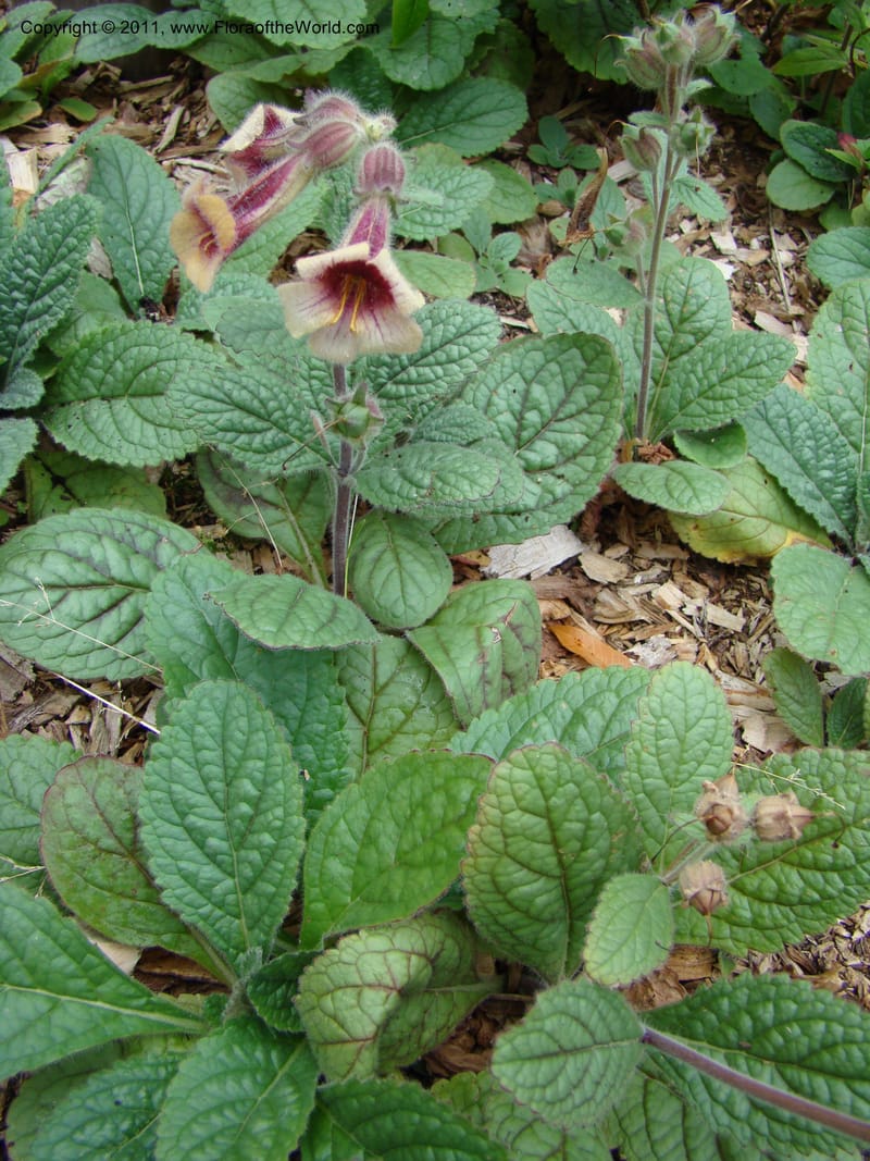 Rehmannia glutinosa, 036937-5607-2002--Canada. BC. Univ. BC Bot. Garden. 27 Jul 08. 009.jpg