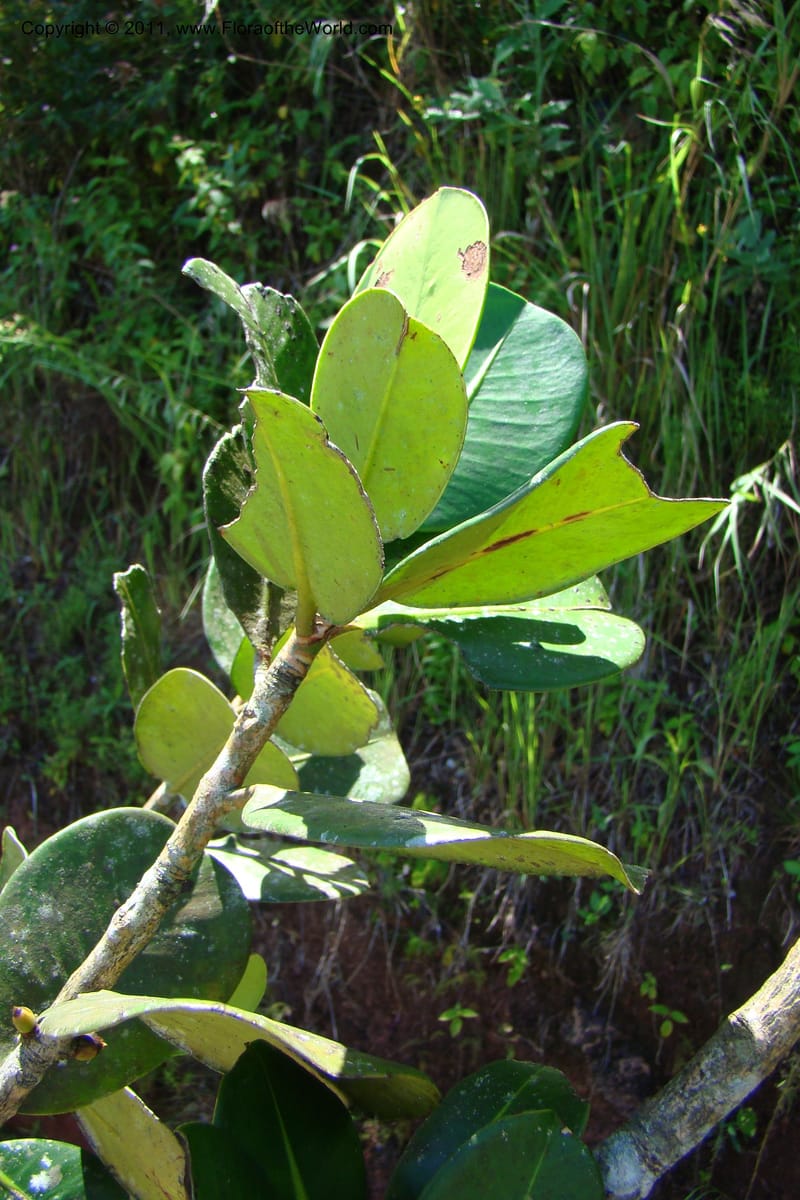 Garcinia verrucosa, Rogers 1212--Madagascar. Prov. Fianarantsoa. Ifanadiana. 12 Jan 09. 119.jpg