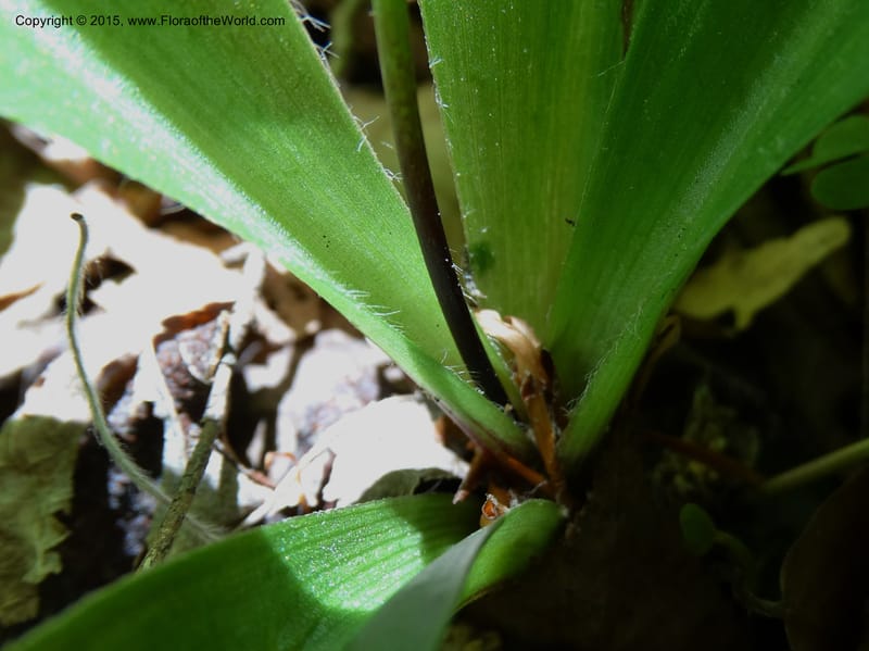 Clintonia umbellulata, Davidson, C 12988--North Carolina. Clay Co. Perry Gap Rd, Barnard's Cr. 13 May 2015. DSC04860 (259).JPG